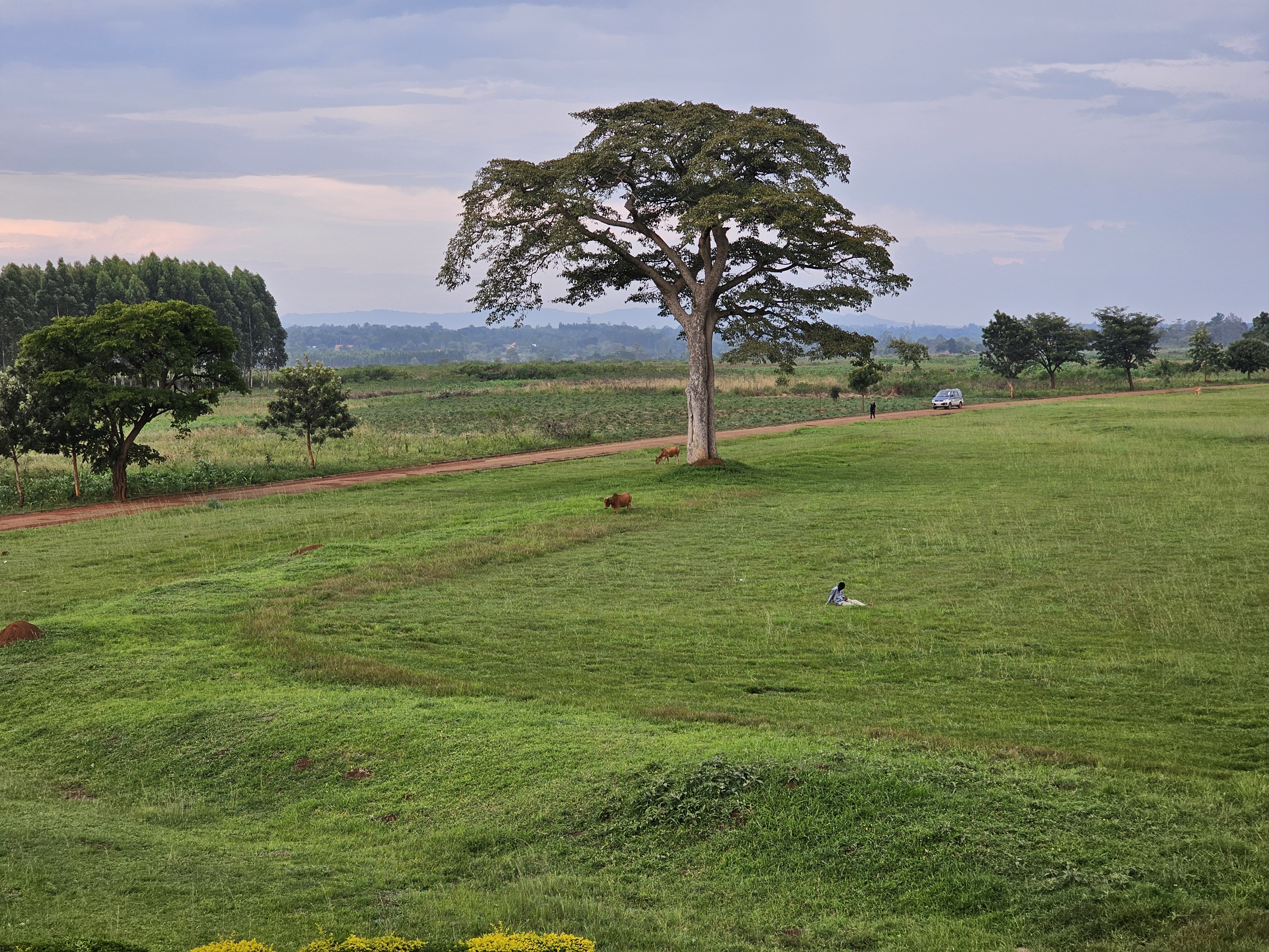 A large mvule tree standing prominently within the grounds of Busitema Campus.
