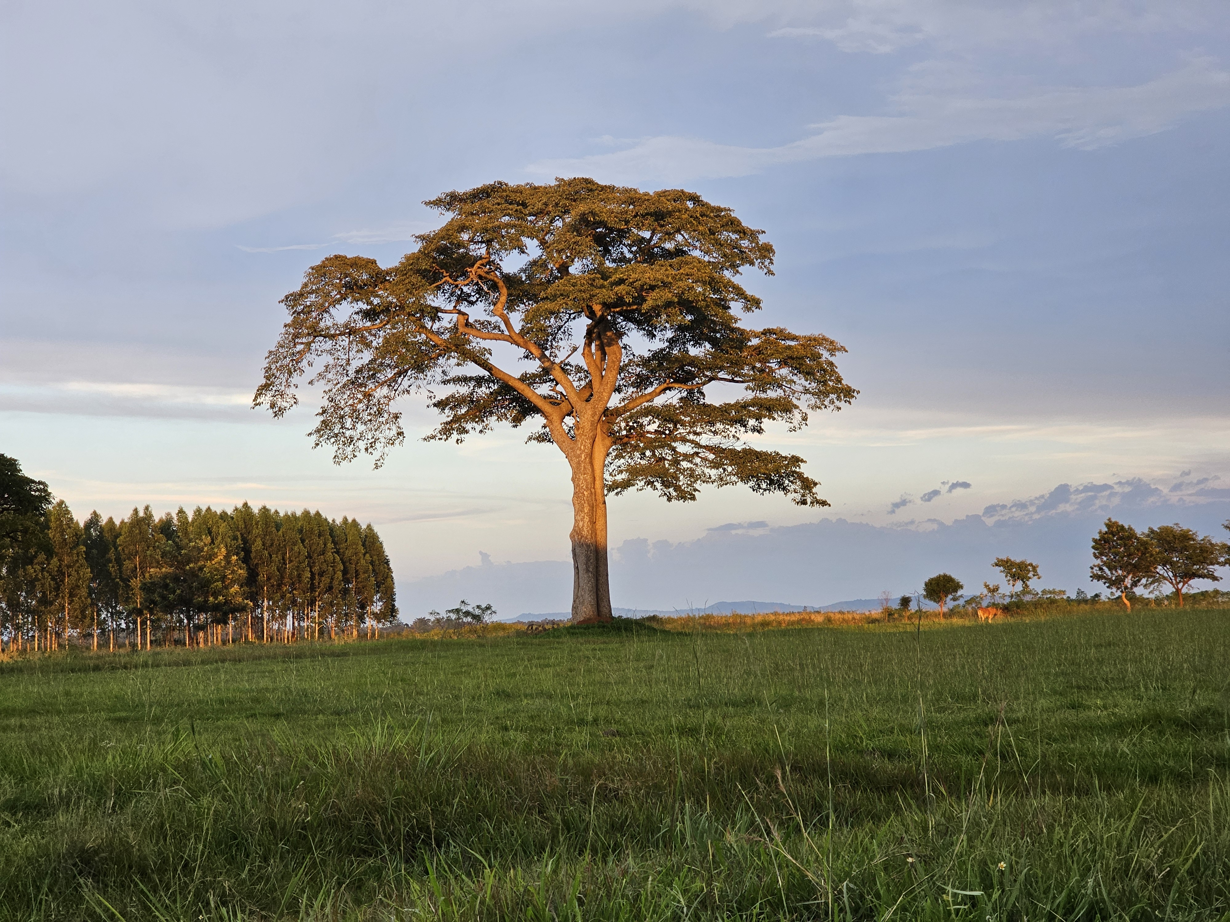 A large mvule tree standing prominently within the grounds of Busitema Campus.